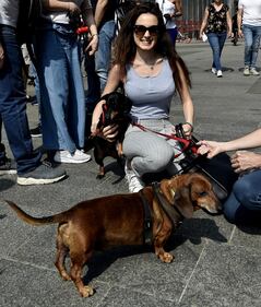 La "Sausage Walk" a Milano: sfilano i bassotti 2