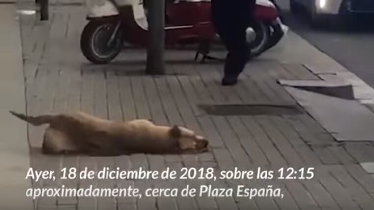 Il cane del senzatetto abbaia, l'agente lo uccide a colpi di pistola
