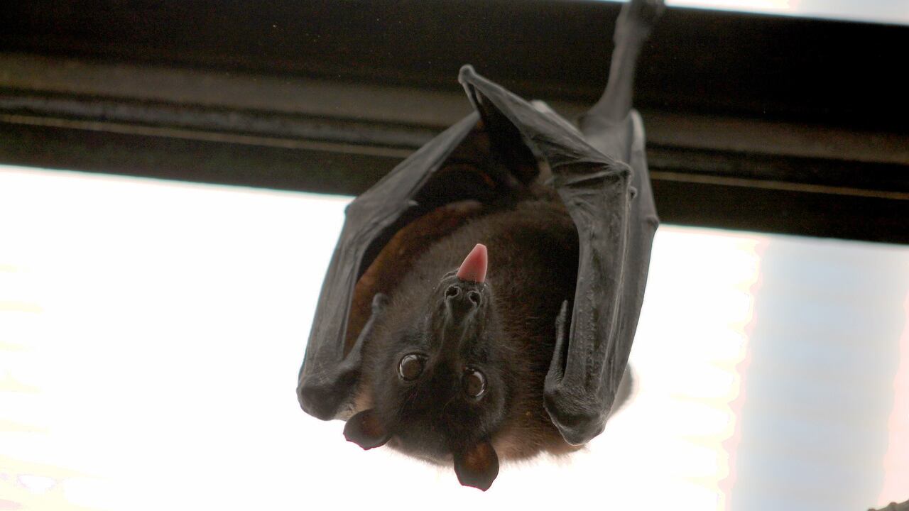 Scoperto nuovo coronavirus nei pipistrelli britannici