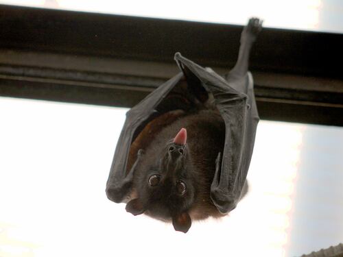 Scoperto nuovo coronavirus nei pipistrelli britannici