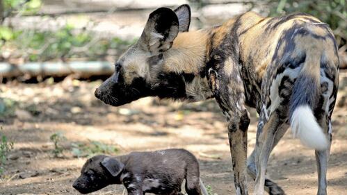 Nati due cuccioli di licaone al Bioparco di Roma 1