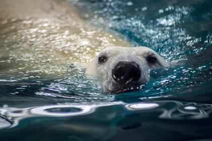 Orso polare in Brasile 1