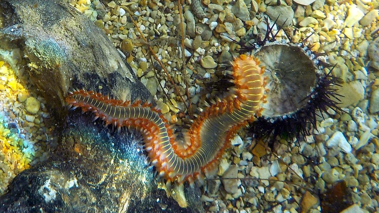 È allarme per il "vermocane carnivoro". Ha invaso l'Italia: ecco dove