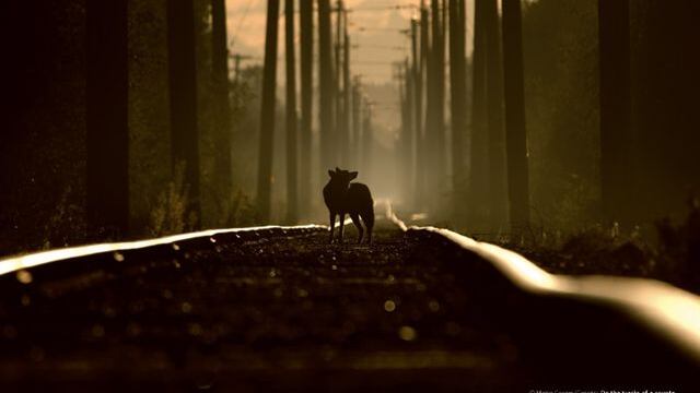 Il Museo Minguzzi riapre al pubblico con "Wildlife photographer of the year"