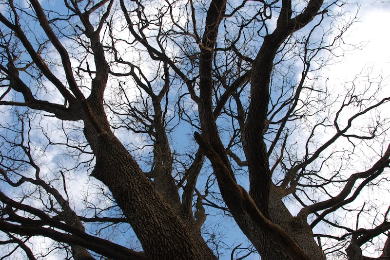 Quercia