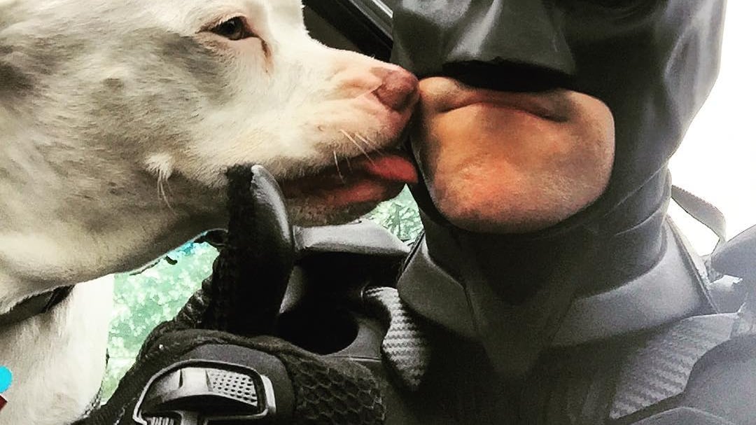 Batman esiste davvero e salva cani e gatti maltrattati