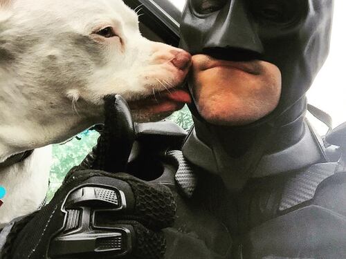 Batman esiste davvero e salva cani e gatti maltrattati