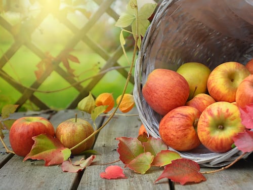 Mela, caratteristiche e virtù del frutto più gustoso