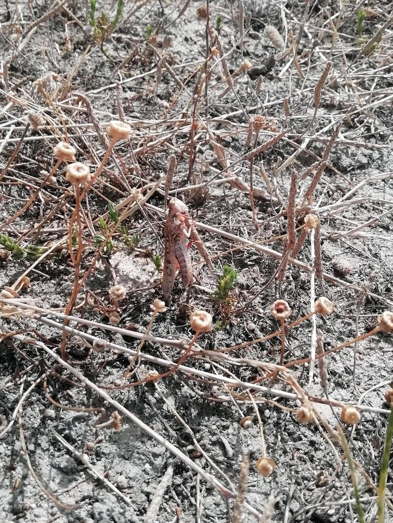 Cavallette in Sardegna: a rischio 50mila ettari di terreno 2