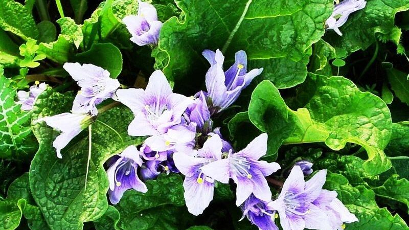 Mandragora scambiata per spinaci: 10 intossicati a Napoli, uno grave