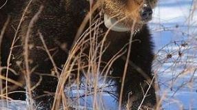 Investito l'orso "mascotte" del Parco nazionale d'Abruzzo: "È morto"