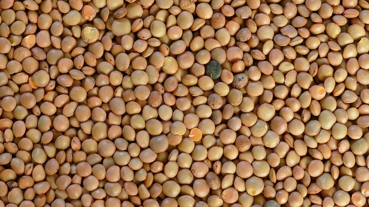 Ricche di proteine, vitamine, sali minerali e fibre: le lenticchie, regine della tavola a Capodanno