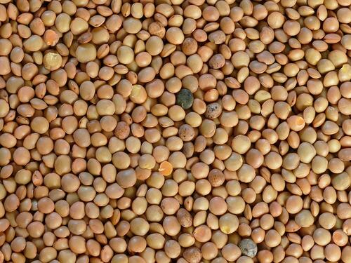 Ricche di proteine, vitamine, sali minerali e fibre: le lenticchie, regine della tavola a Capodanno