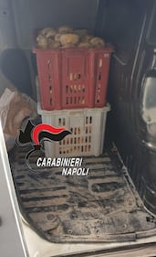 Pane e carciofi sequestrati a Napoli: le immagini dei carabinieri 1