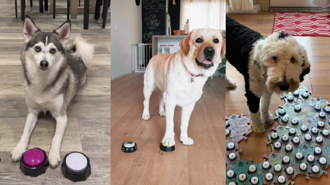 Quei "cani parlanti" di TikTok: dai social agli studi scientifici