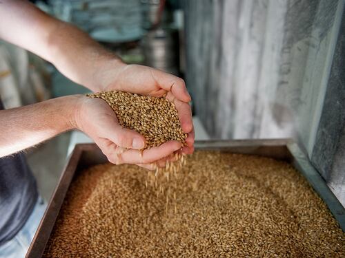Orzo, il cereale dall’effetto purificante