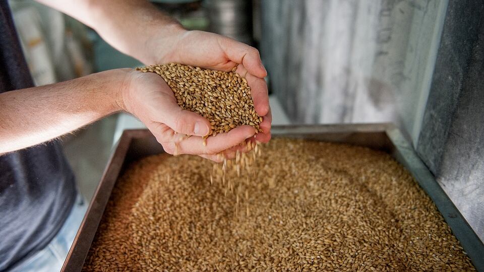 Orzo, il cereale dall’effetto purificante