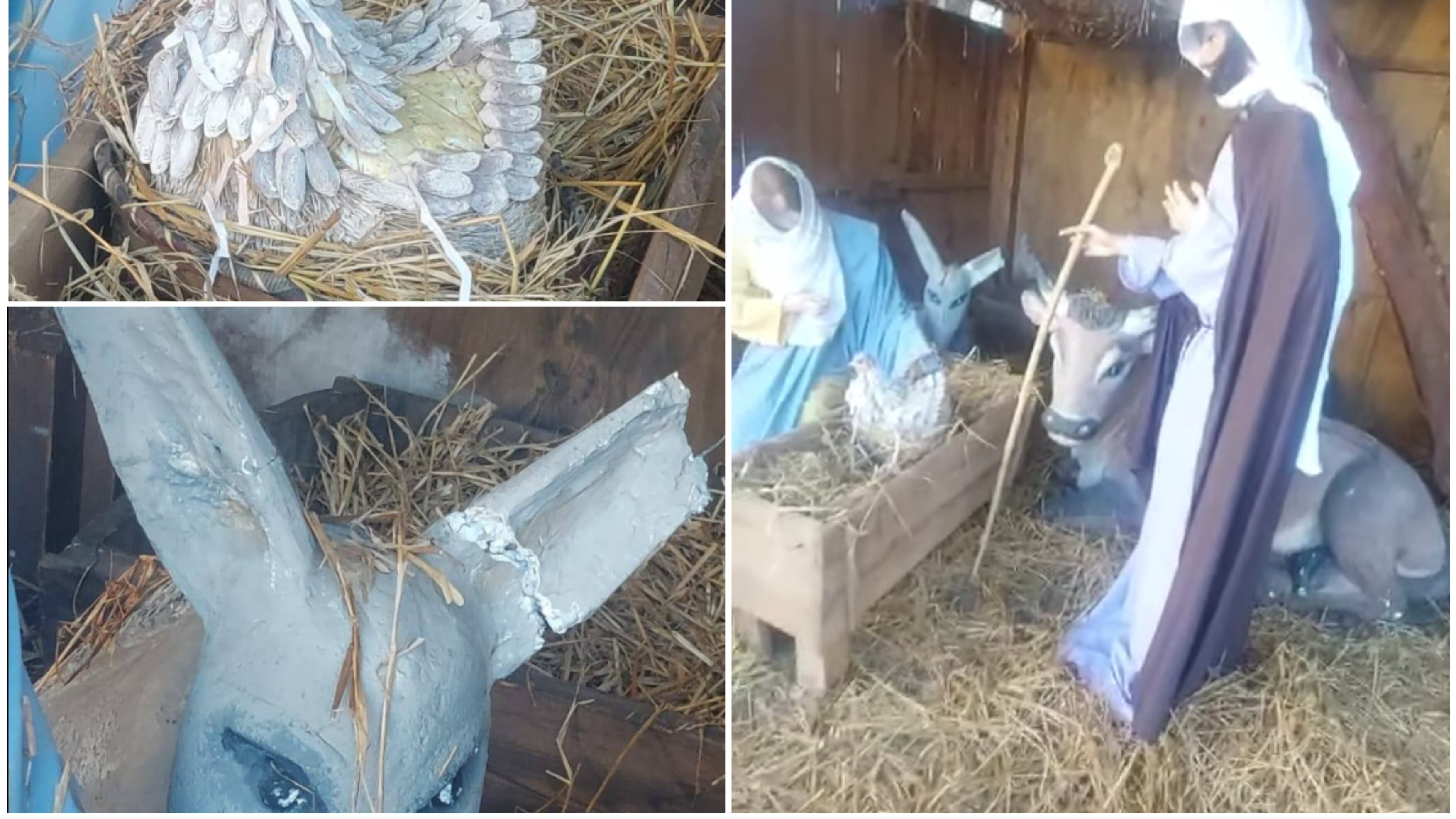 La gallina nella mangiatoia, l'orecchio dell'asino spezzato: vandalizzato il presepe