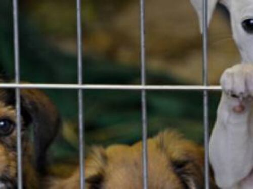 Impazzire per gli animali? È tutto scritto nel nostro Dna