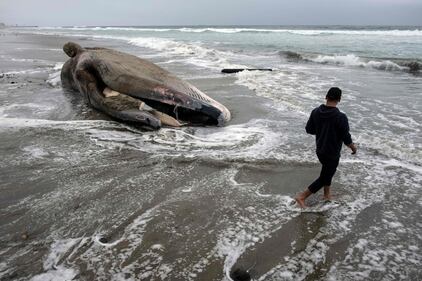 Messico, trovata una balena morta a riva 3