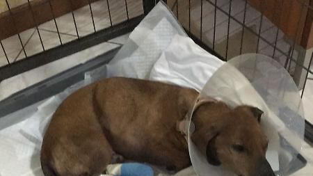 "Abbaia troppo": cane torturato a Cremona