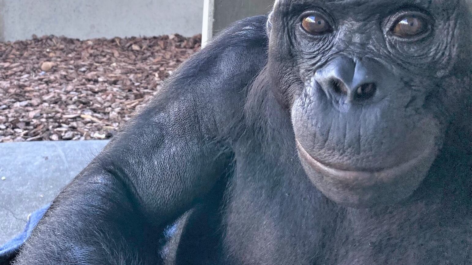 L’immaginazione nei bonobo, tanto rumore per nulla