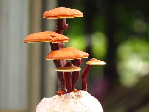 Reishi: proprietà e benefici del fungo miracoloso
