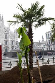 I banani arrivano in piazza Duomo 12