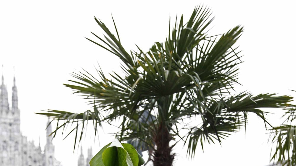 Dopo le palme, ora in Duomo a Milano arrivano anche i banani