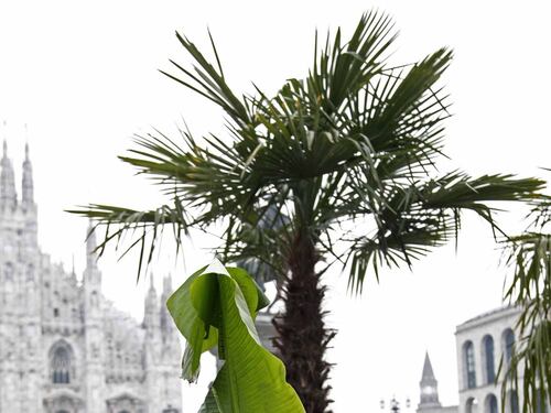 Dopo le palme, ora in Duomo a Milano arrivano anche i banani