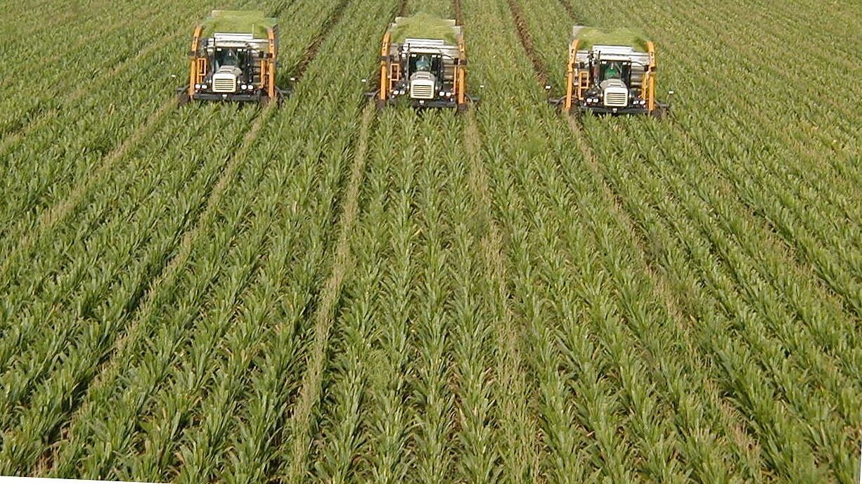Così la burocrazia sta uccidendo l'agricoltura