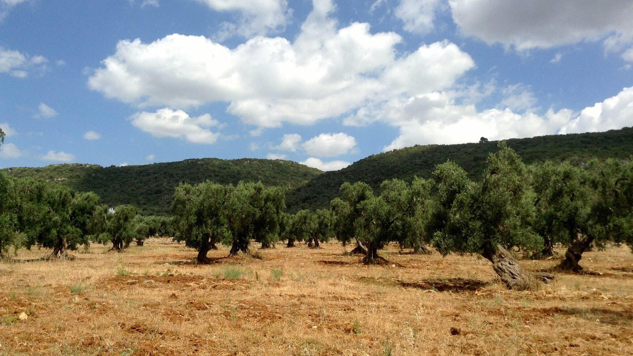 Colpo basso all'olio italiano: è di nuovo tunisino il segretario dell'organo di controllo