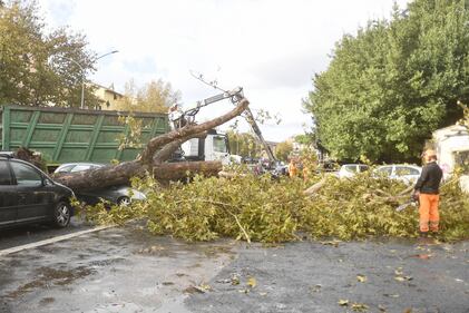 Maltempo Roma, alberi caduti dopo il temporale di ieri 2
