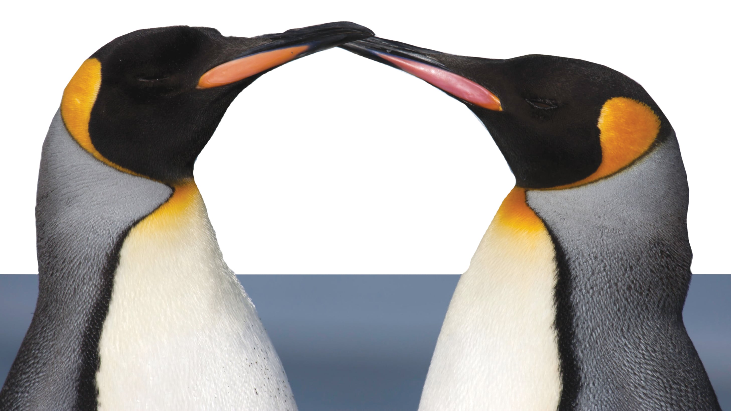 Nuova Zelanda, pinguini "arrestati" dalla polizia: si erano introdotti in un sushi-bar