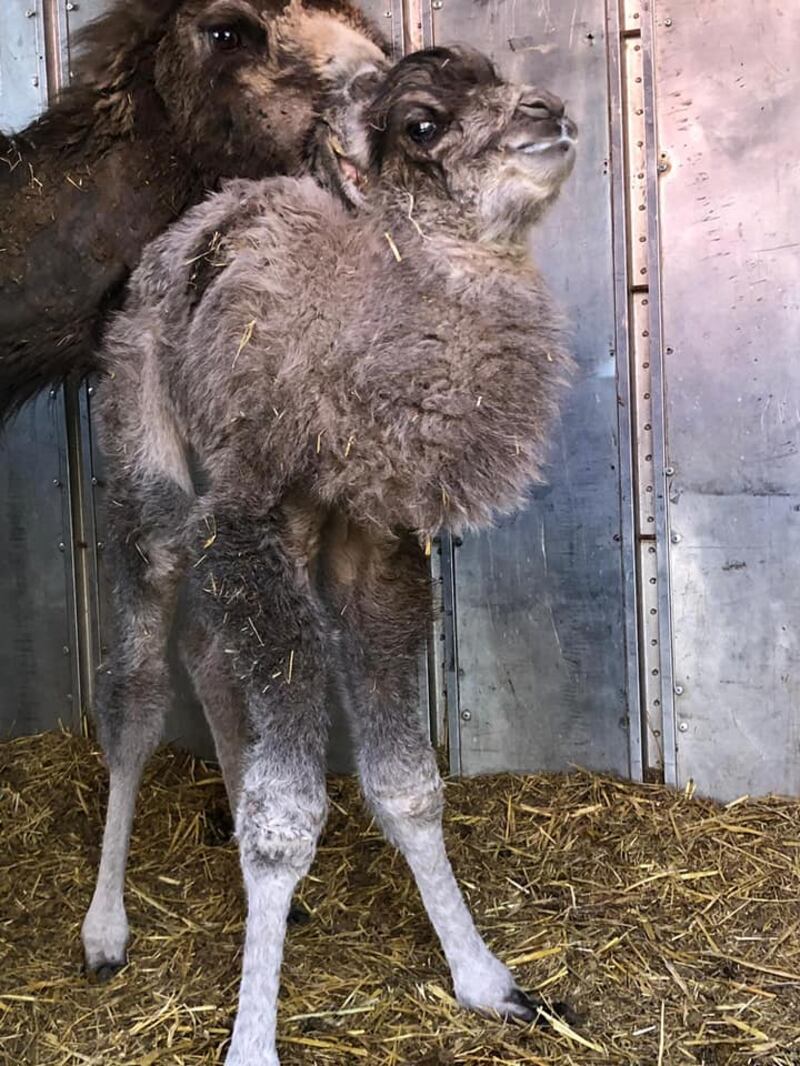 I cuccioli nati nel circo in tour in Puglia 4
