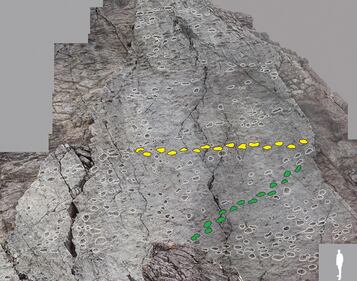 Scoperta al Parco dello Stelvio: orme di Plateosaurus, dinosauro erbivoro 10