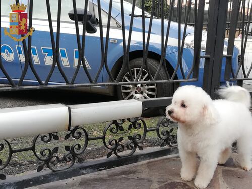 Ritrovato il cagnolino Charlie grazie alla Polizia di Stato