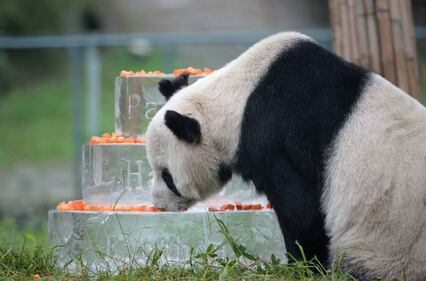 Il panda più vecchio del mondo compie 30 anni 4