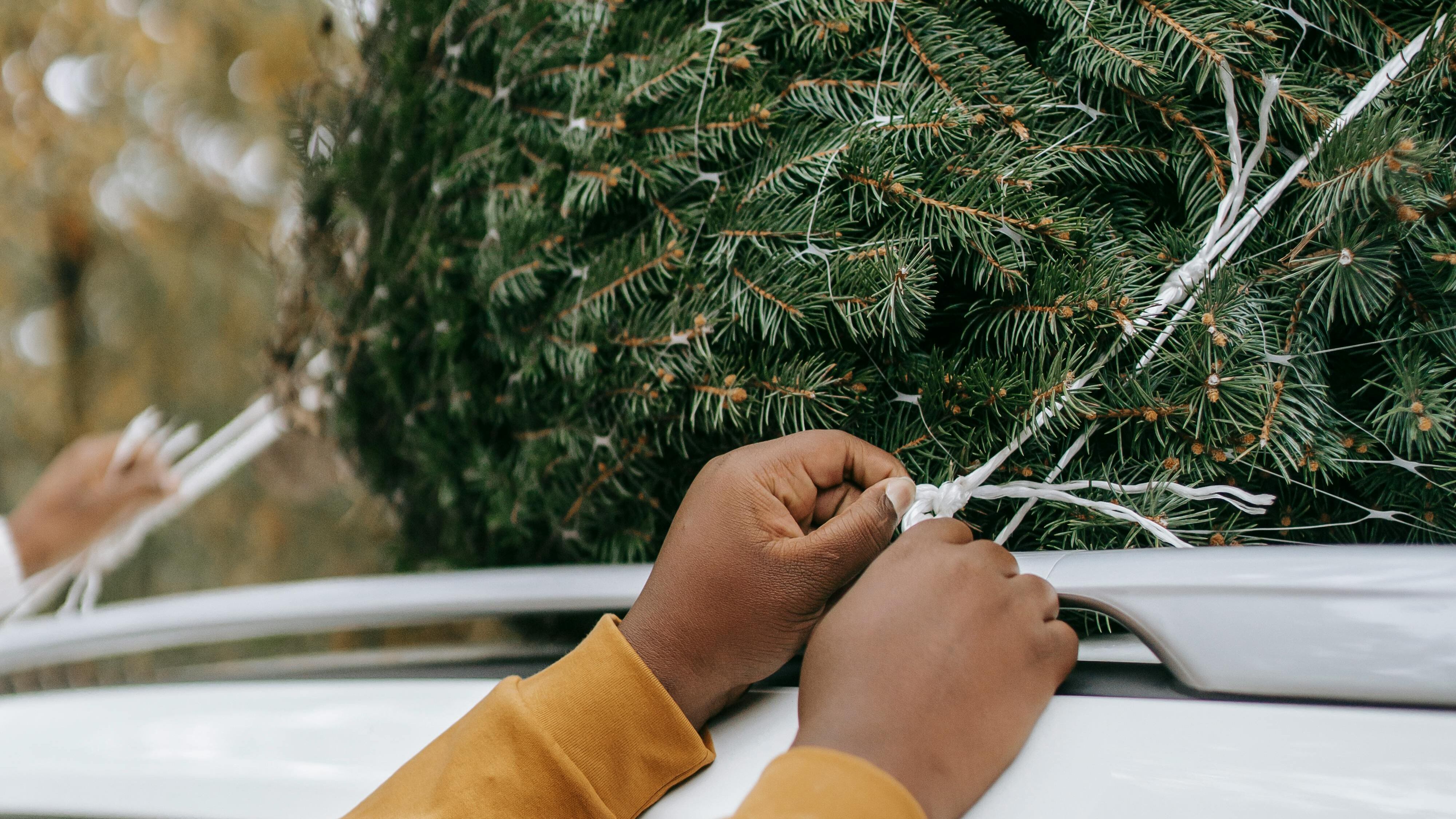 Devi trasportare l'albero di Natale in auto? Occhio alle multe, cosa c'è da sapere