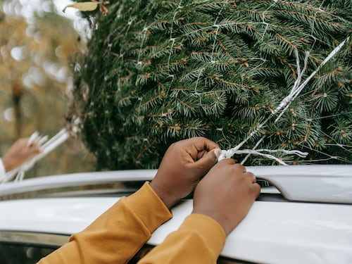 Devi trasportare l'albero di Natale in auto? Occhio alle multe, cosa c'è da sapere