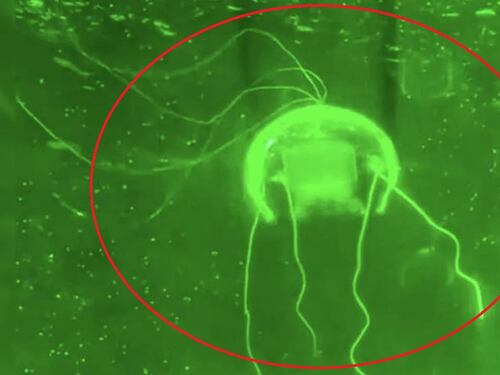 Un drone fantasma per la sorveglianza sottomarina: ecco il robot medusa della Cina