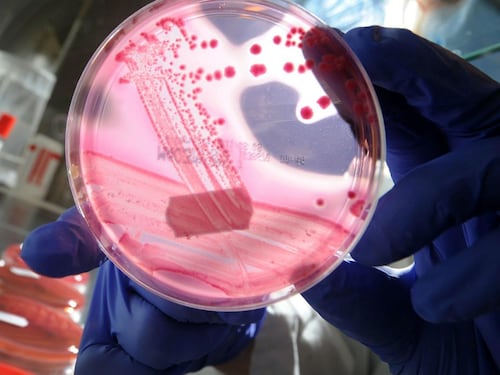 Resistenza agli antibiotici, nuova arma contro i batteri: ecco come eludono l'azione dei medicinali