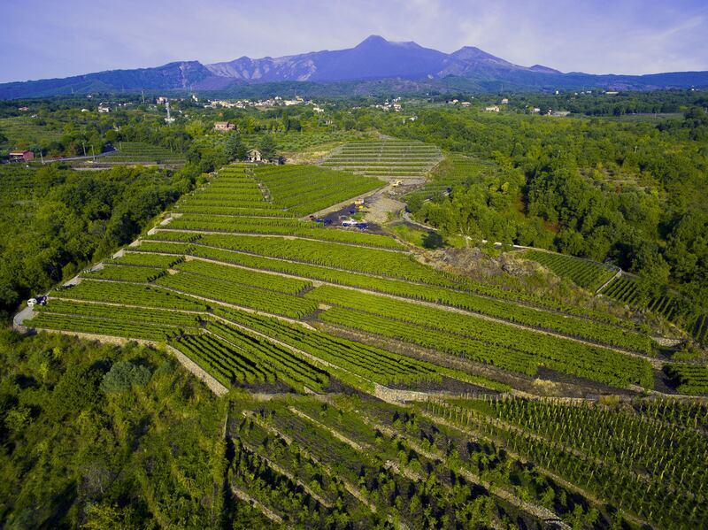 Iuppa, le magnifiche vigne