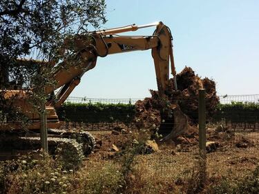 Ulivi abbattuti, il blitz a Oria 16
