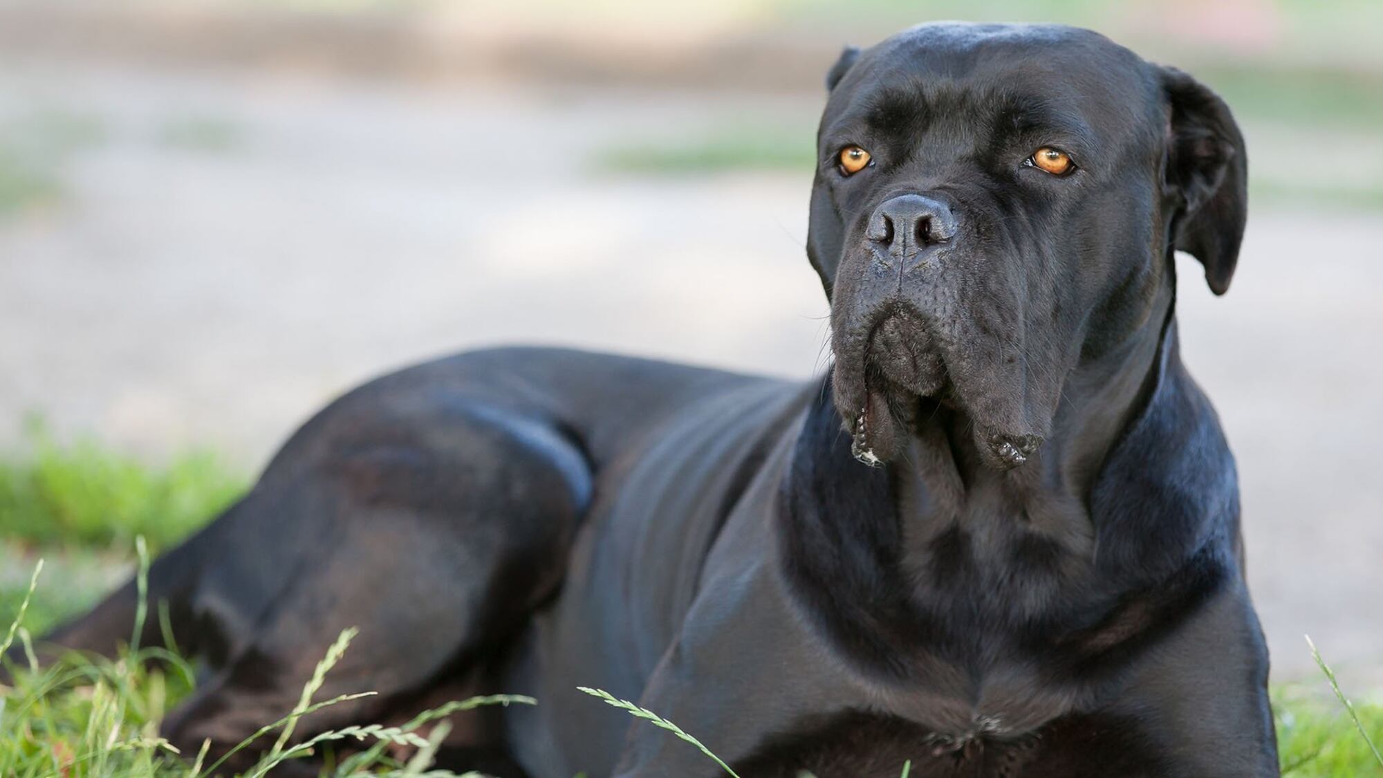 "Sbranato dal cane? Sul corpo di mio marito non c'è stata l'autopsia"
