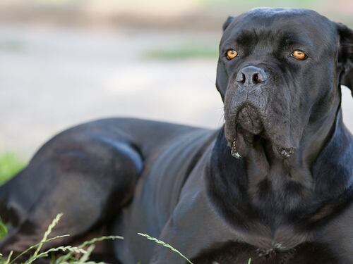 "Sbranato dal cane? Sul corpo di mio marito non c'è stata l'autopsia"