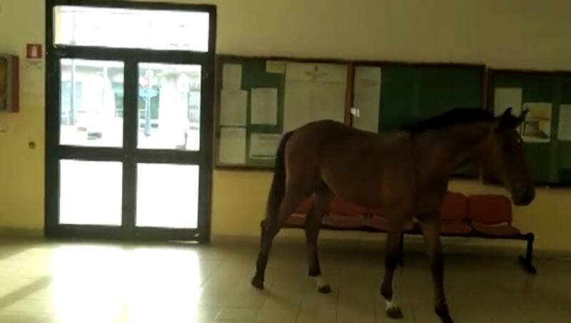 cavallo in comune
