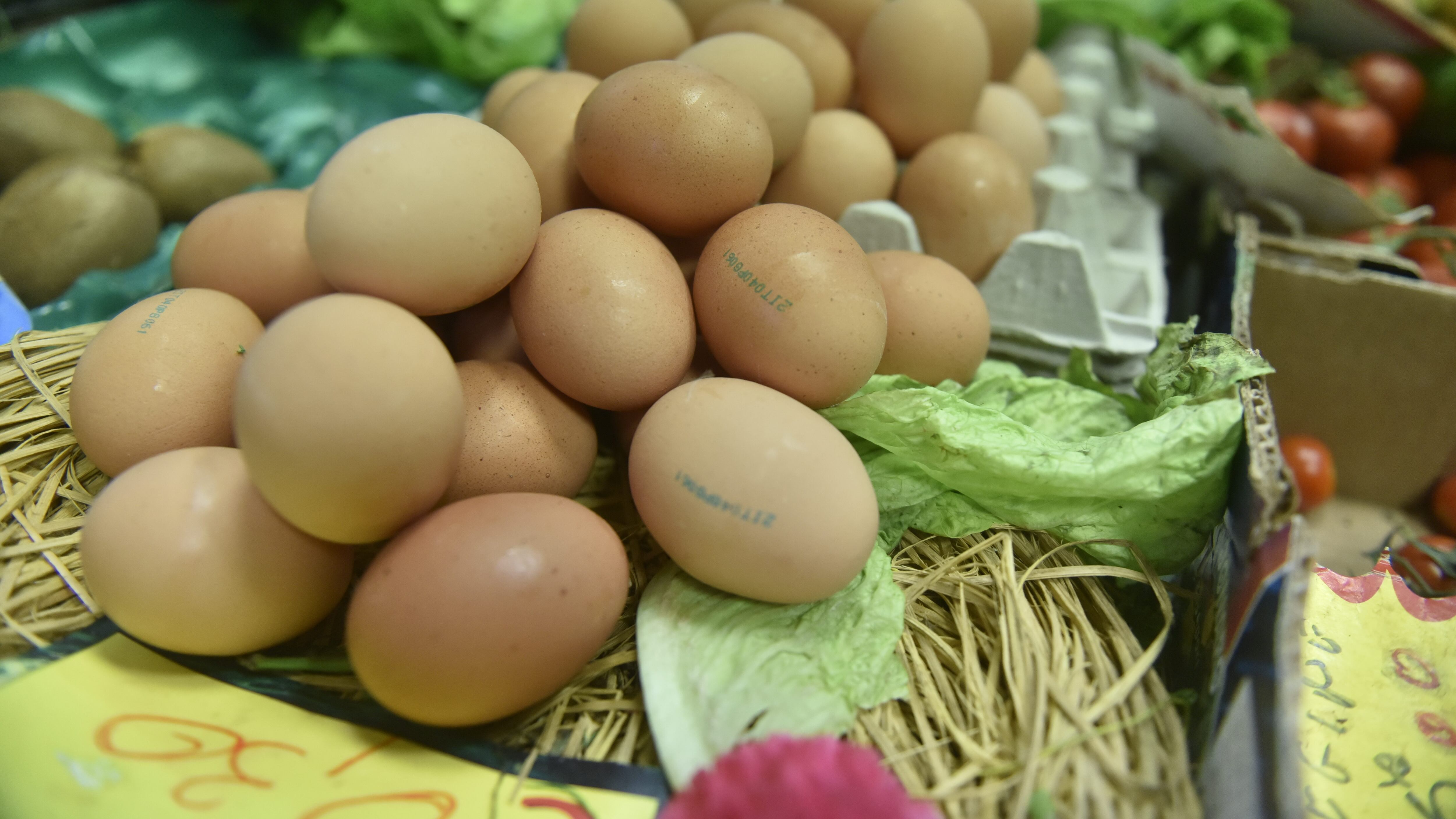 Scatta l'allarme salmonella: cosa fare per evitare rischi