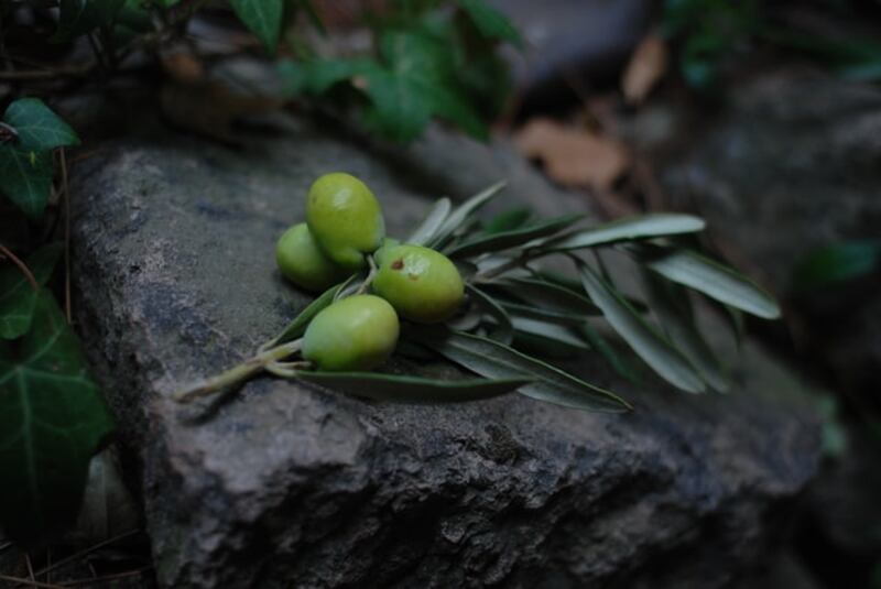 Olive