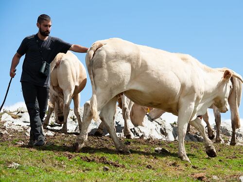 Blonde d’Aquitanie, la carne francese che ha trovato casa in Piemonte